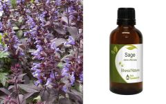 Ethereal Nature Sage Essential Oil 50ml - Φασκόμηλο αιθέριο έλαιο (Salvia Officinalis)