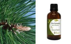 Ethereal Nature Pine Sylvestris Essential oil 50ml - Πεύκο αιθέριο έλαιο (Pinus Sylvestris)