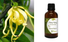 Ethereal Nature Ylang Ylang Essential oil 50ml - Υλαγκ Υλαγκ αιθέριο έλαιο (Cananga Odorata)