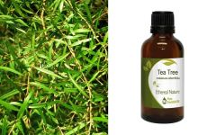 Ethereal Nature Tea Tree essential oil 50ml - Τεϊόδεντρο αιθέριο έλαιο 