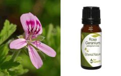 Ethereal Nature Rose Geranium essential oil 10ml - Γεράνι Ρόδο (Pelargonium Graveolens & Pelargonium Rosa)