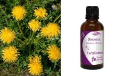 Herbal Nature Dandelion Tincture 50ml - Ταραξάκο βάμμα (Taraxacum officinale)