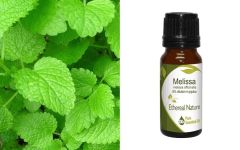 Ethereal Nature Melissa Officinalis 5% essential oil dilution in jojoba 10ml 