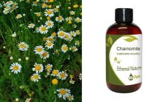 Ethereal Nature Chamomile Carrier oil 100ml - Chamomile oil base oil