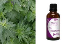 Herbal Nature Mugwort Tincture 50ml - Αρτεμισία (Αψιθιά) βάμμα