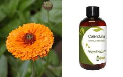 Ethereal Nature Calendula Oil (Calendula officinalis) 1000ml - Carrier oil for skin disorders