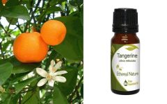 Ethereal Nature Tangerine (Citrus reticulata) ess.oil 10ml - Μανταρίνι Κόκκινο αιθέριο έλαιο