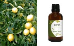Ethereal Nature Lemon Ess.Oil 50ml - Αιθέριο Έλαιο Λεμονιού