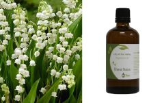 Ethereal Nature Lily of the Valley Fragrance oil 100ml - Aromatic oil of lily