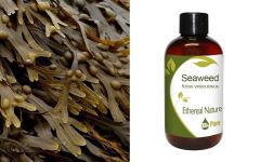 Ethereal Nature Seaweed oil 100ml - Λάδι φυκιών (Fucus Vesiculosus)
