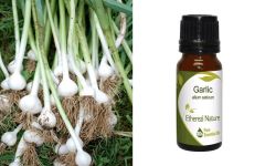 Ethereal Nature Garlic ess.oil 10ml - Allium sativum αιθέριο έλαιο σκόρδου