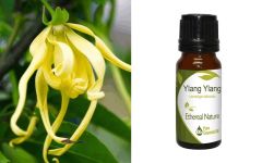 Ethereal Nature Ylang-Ylang ess.oil 10ml - Υλανγκ Υλανγκ αιθέριο έλαιο