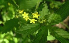 Ethereal Nature Agrimonia Eupatoria dried herb 100gr - diuretic, astringent and anti-inflammatory properties