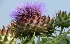 Ethereal Nature Cynara Cardunculus (artichoke) dried herb 100gr - artichoke is one of the most famous plants in our country