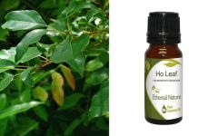 Ethereal Nature Ho Leaf essential oil 10ml - Καμφορά φύλλο αιθέριο έλαιο