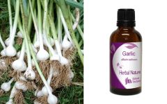 Herbal Nature Garlic Tincture 50ml - Σκόρδο βάμμα