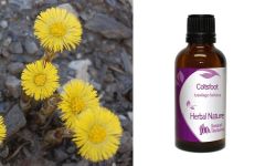 Herbal Nature Coltsfoot Tincture 50ml - Βήχιο Βάμμα