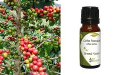 Ethereal Nature Coffee Roasted ess.oil 10ml - Coffea Arabica essential oil