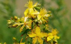 Ethereal Nature St John's Wort Dried herb 100gr - hypericum perforatum dried herb