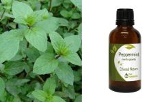 Ethereal Nature Peppermint ess.oil 50ml - Μέντα αιθέριο έλαιο