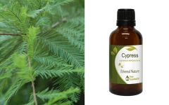 Ethereal Nature Cypress essential oil 50ml - Κυπαρίσσι αιθέριο έλαιο