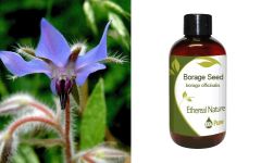 Ethereal Nature Borage seed oil 100ml - Έλαιο Μποραγκο (Borago officinalis)