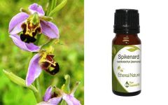 Ethereal Nature Spikenard essential oil 10ml - Νάρδος αιθέριο έλαιο