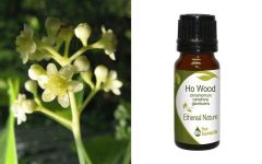Ethereal Nature Ho wood (cinnamomum camphora glavescens) ess.oil 10ml - Καμφορά Ξύλο