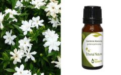 Ethereal Nature Gardenia Absolute ess.oil 10ml - Γαρδένια (Gardenia jasminoides) αιθέριο έλαιο