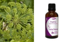 Herbal Nature Angelica tincture 50ml - Αγγελική Βάμμα