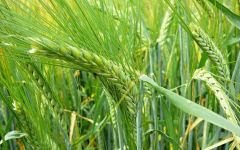 Ethereal Nature Barley Grass 100gr - Barley Grass (Powder) herb