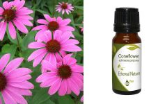 Ethereal Nature Coneflower extract 10ml - Εχινάκεια εκχύλισμα