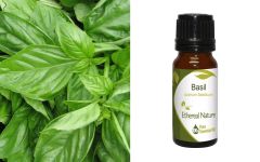 Ethereal Nature Basil (Ocimum basilicum) Essential Oil 10ml