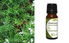 Ethereal Nature Rosemary essential oil 10ml - Δεντρολίβανο Αιθέριο έλαιο 