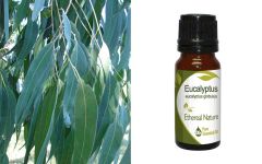 Ethereal Nature Eucalyptus Essential Oil (Eucalyptus Globulus) 10ml