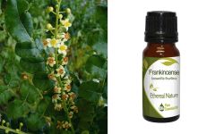 Ethereal Nature Frankincense Essential Oil 10ml