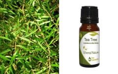 Ethereal Nature Tea tree essential oil 10ml - Αιθέριο έλαιο Τεϊόδεντρου