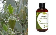 Ethereal Nature Jojoba oil 100ml - Λάδι Τζοτζόμπα