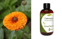 Ethereal Nature Calendula oil 100ml - Λάδι Καλέντουλας (Calendula officinalis) για δερματοπάθειες