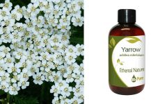 Ethereal Nature Yarrow carrier oil 100ml - Λάδι Αχιλλέας  