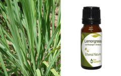 Ethereal Nature Lemongrass ess.oil 10ml - Αιθέριο έλαιο Λεμονόχορτου (Cymbopogon Citratus)