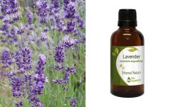 Ethereal Nature Lavender Essential oil (Lavandula angustifolia) 10ml