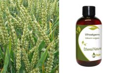 Ethereal Nature Wheatgerm oil 100ml - Σιτέλαιο (EB) 