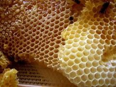 Zachos Pharmacy Natural BeesWax Propolis Remedy I 50ml - Αντισταμινική-αποτοξινωτική-αντιβακτηριακή Κεραλοιφή 