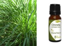 Ethereal Nature Citronella essential oil 10ml - Αιθέριο έλαιο Σιτρονέλα