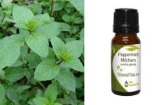 Ethereal Nature  Peppermint Mitcham Essential Oil 10ml