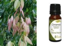 Ethereal Nature Cinnamon leaf ess.oil 10ml - Αιθέριο έλαιο Κανέλα φύλλο - (Cinnamomum Zeylanicum - Cinnamon)