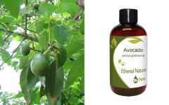 Ethereal Nature Avocado Oil 100ml - Λάδι Αβοκάντο προέρχεται από το φυτό Persea Gratissima