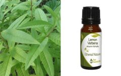 Ethereal Nature Lemon Verbena ess.oil 10ml - Αιθέριο έλαιο Λουϊζα 