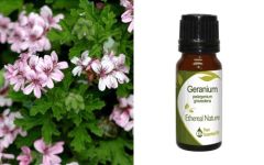 Ethereal Nature Geranium ess.oil 10ml - Αιθέριο έλαιο Γεράνι (Pelargonium graveolens)